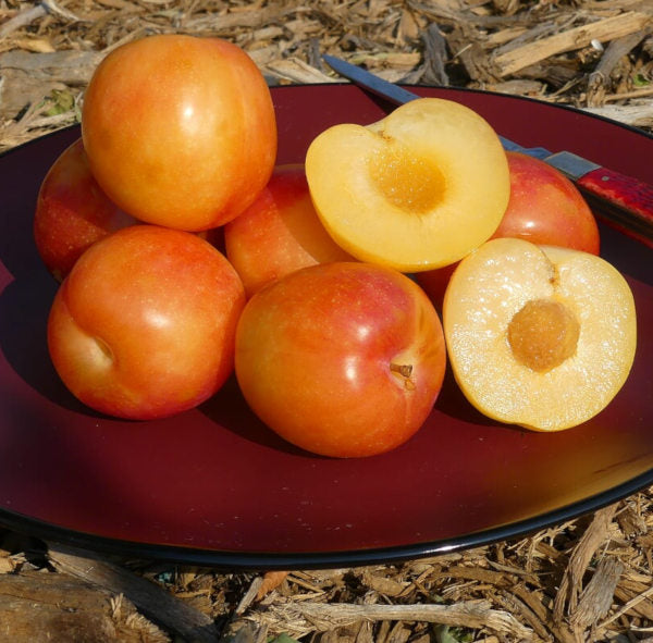 Splash Pluot Tree