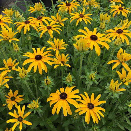 Glitters Like Gold Black Eyed Susan