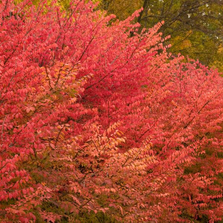 Winged Burning Bush