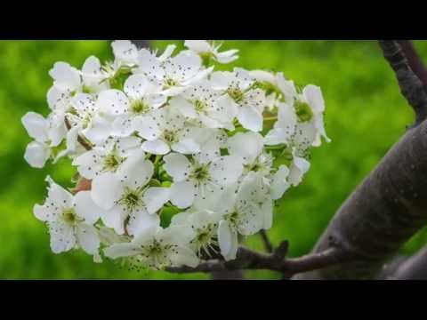 Cleveland Flowering Pear