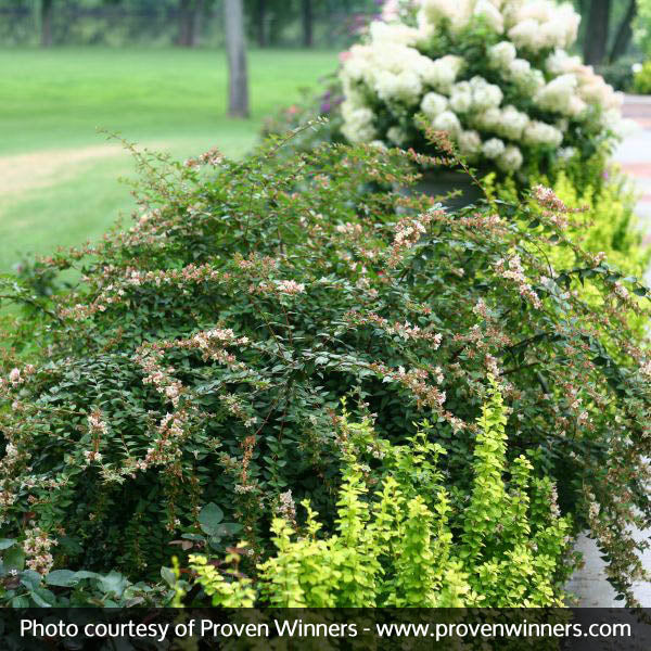 Sunny Anniversary&reg; Abelia