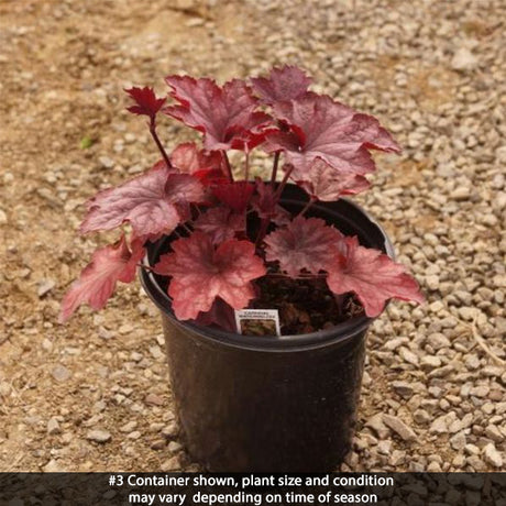 Carnival Watermelon Coral Bells