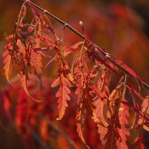 Cutleaf Staghorn Sumac