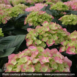 Cityline&reg; Berlin Bigleaf Hydrangea