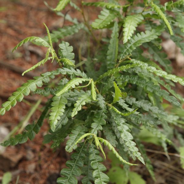 Sweet Fern