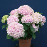 Everlasting&trade; Ocean Hydrangea