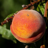 Belle of Georgia Peach Tree