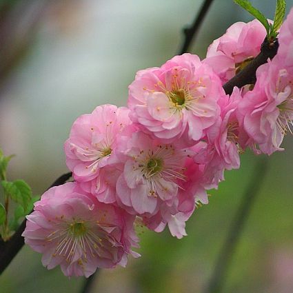 Dwarf Pink Flowering Almond