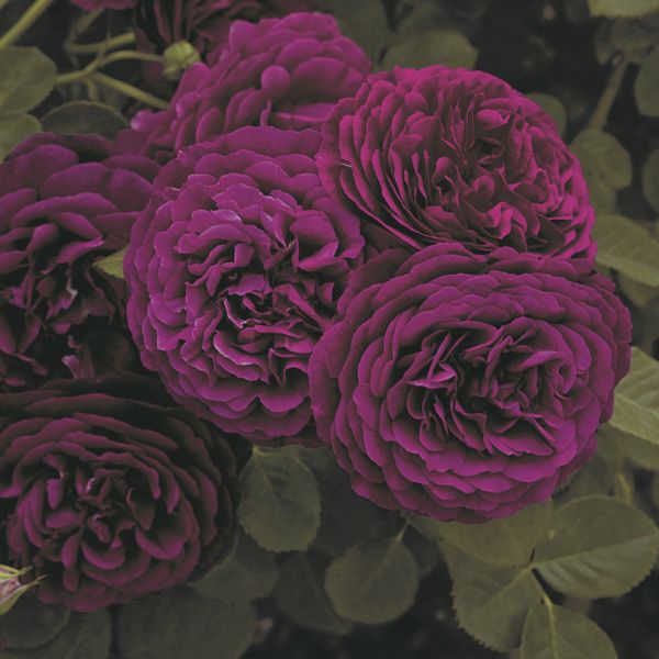 Twilight Zone&trade; Rose