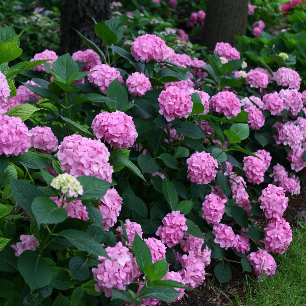 Proven Winners&reg; Color Choice&reg; Let's Dance&reg; Moonlight Hydrangea