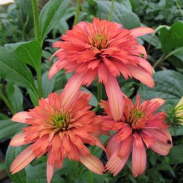 Secret Passion Coneflower