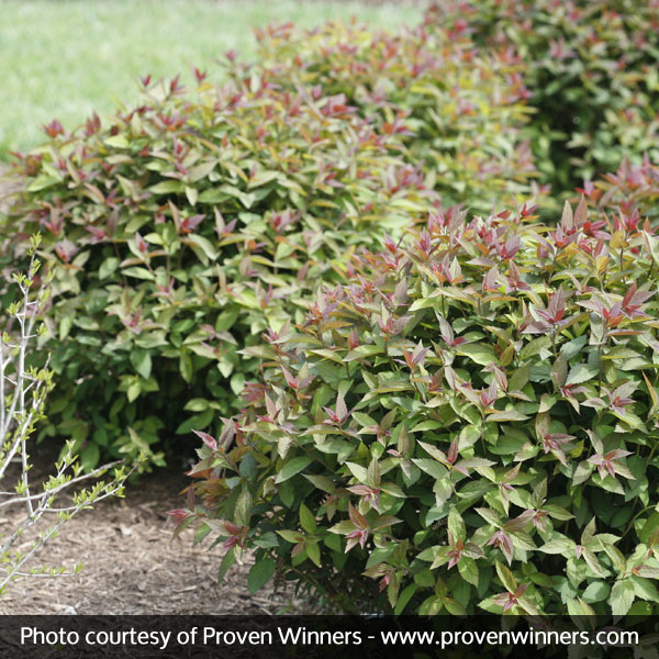 Double Play&reg; Red Spirea