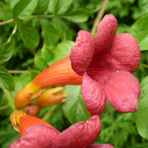 Trumpet Creeper