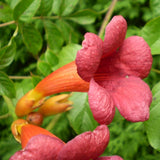 Trumpet Creeper