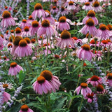 Ruby Star Coneflower