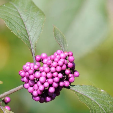 Audubon&reg; Native Beautyberry