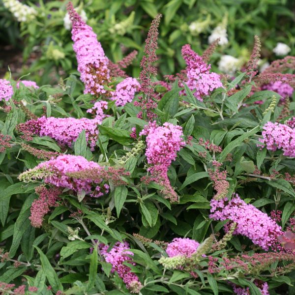 Pugster Pink&reg; Butterfly Bush