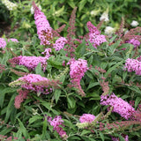 Pugster Pink&reg; Butterfly Bush