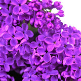 Yankee Doodle Lilac