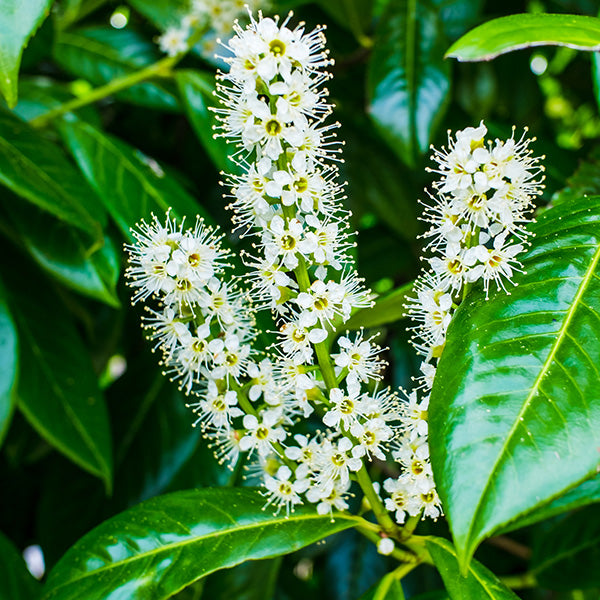 Dwarf English Laurel