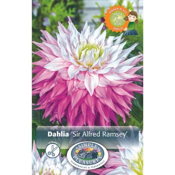 Dahlia Sir Alfred Ramsey