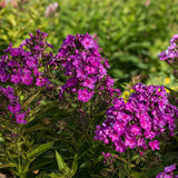 First Editions&reg; Grape Lollipop&trade; Phlox