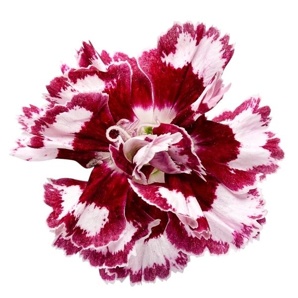 Dianthus Coconut Punch