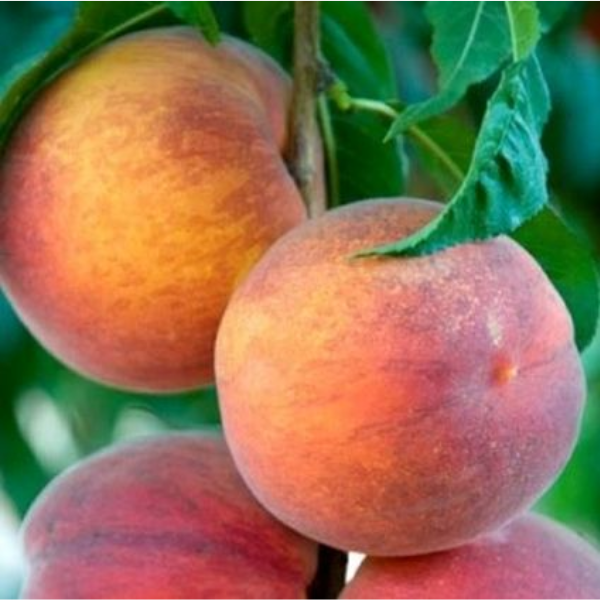 Kaweah Peach Tree