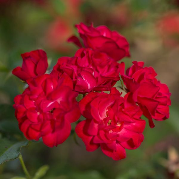 Easy Elegance&reg; Mystic Fairy&reg; Rose