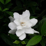 Frost Proof Gardenia