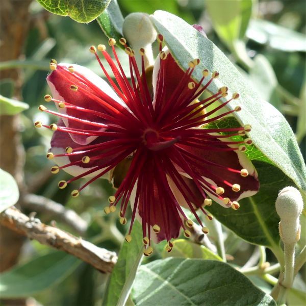 Pineapple Guava Tree