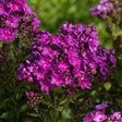 First Editions&reg; Grape Lollipop&trade; Phlox