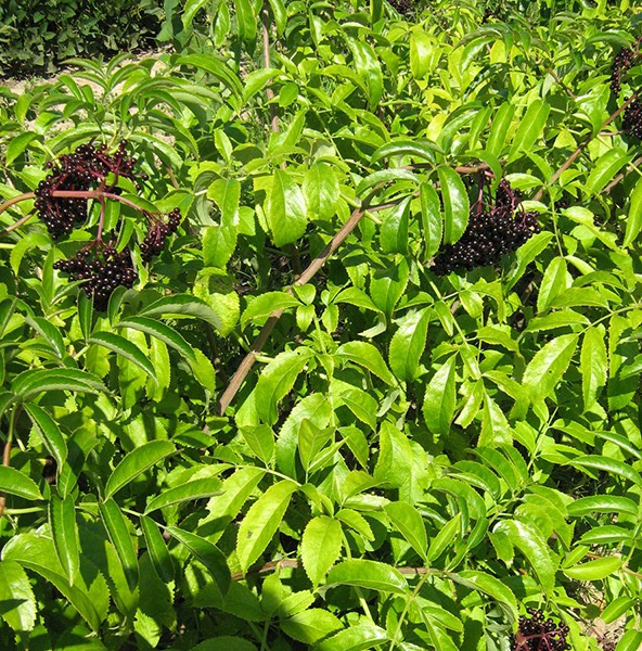 York Elderberry