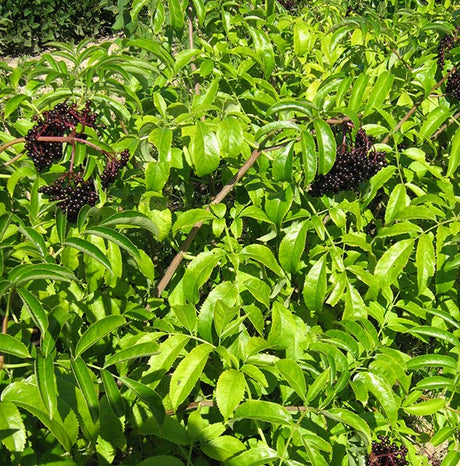 York Elderberry