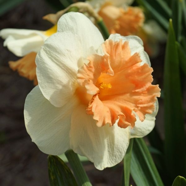 Pink Parasol Daffodil