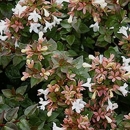 Rose Creek Abelia