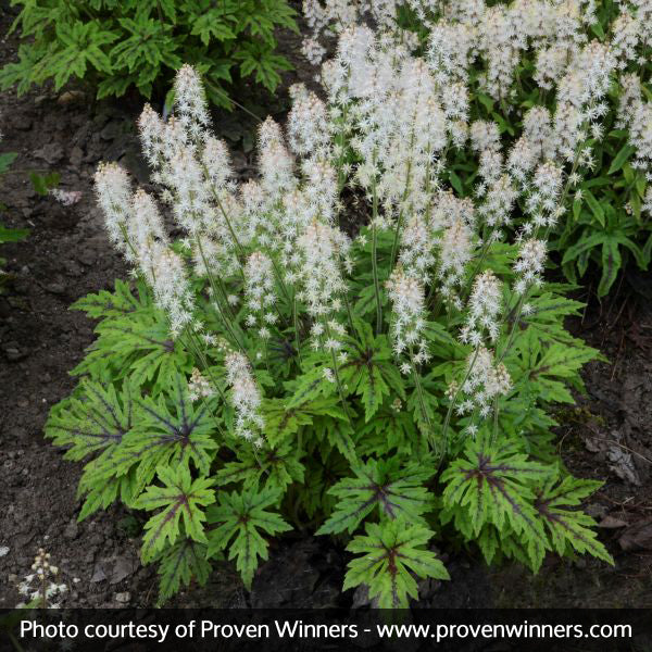 Cutting Edge Foamflower