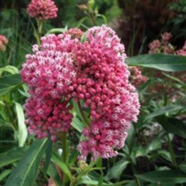 Pink Butterfly Plant