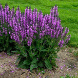 Proven Winners&reg; Color Spires&reg; Back to the Fuchsia Salvia