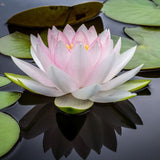 Marliacea Carnea Water Lily