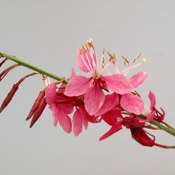 Gaura Siskiyou Pink