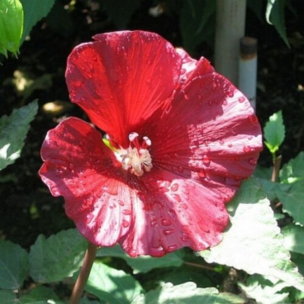 Cranberry Punch&reg; Hardy Hibiscus