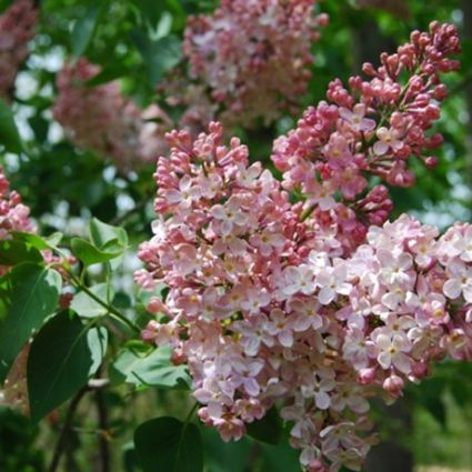 Marie Francis Lilac