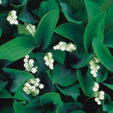 Lily of the Valley