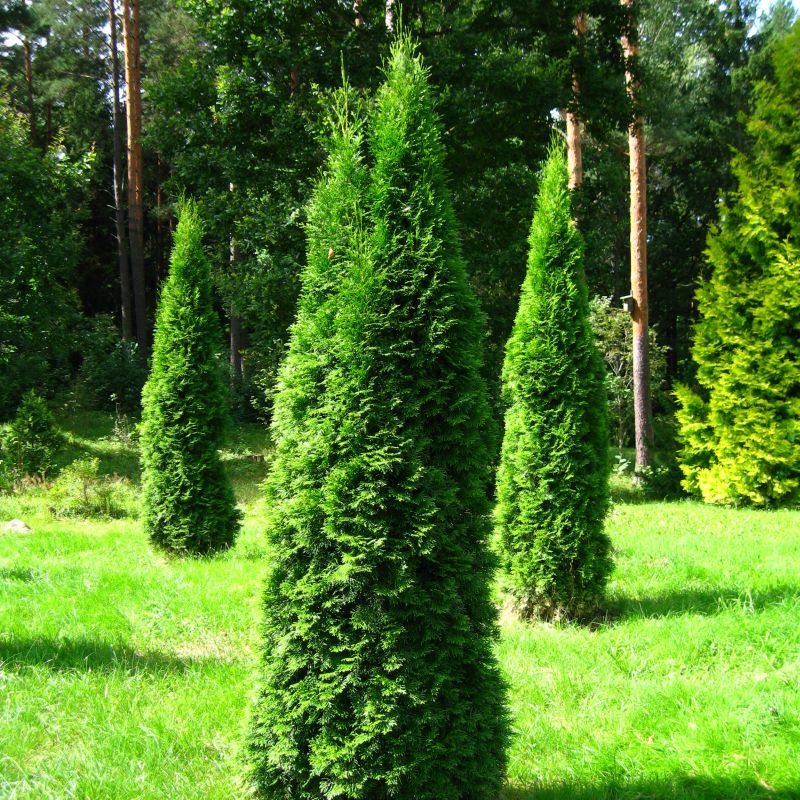 Pyramidalis Arborvitae