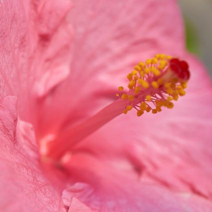 Hollywood&trade; Hibiscus Polly Jolly&trade;