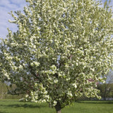 Spring Snow Crabapple