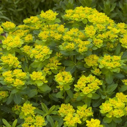 Cushion Spurge