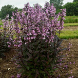 Midnight Masquerade Penstemon