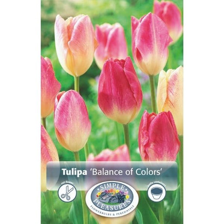 Balance of Colors Tulip